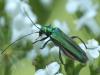Oedemera nobilis